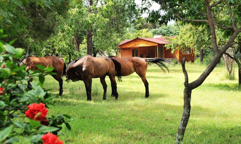 松树小屋假日公园 米德兰 外观 照片